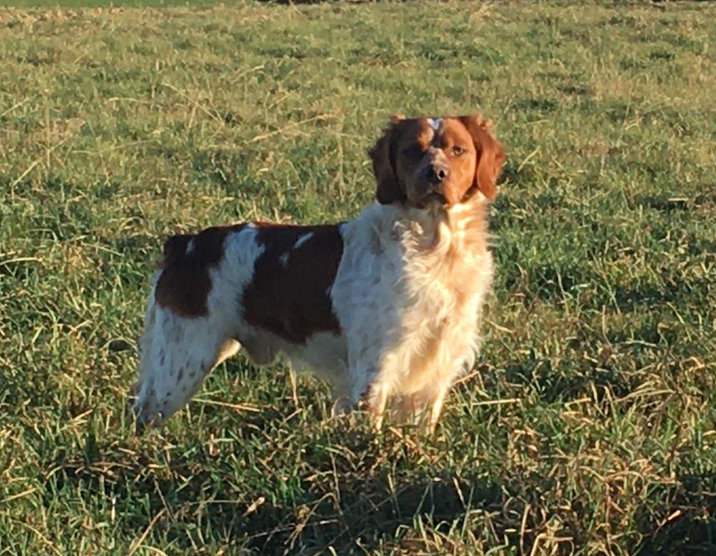 Verdi Du Sentier Des Hauts Douglas